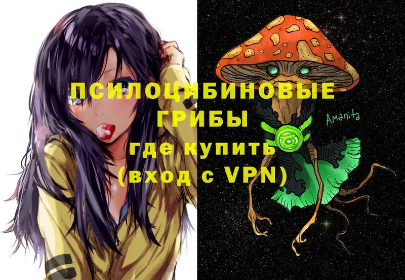 Псилоцибиновые грибы Psilocybe  Сокол 